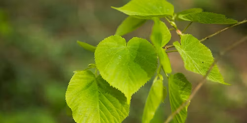 Waldheilkunde (6-t\u00e4giges Seminar in Bad Ischl)