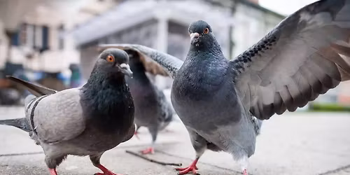 BNE-Aktionstag \u201eWaschb\u00e4r, Wildkatze, Wolf & Co.\u201c 