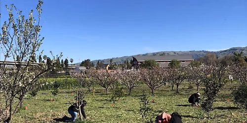 Veggielution x Acterra Orchard Care Day