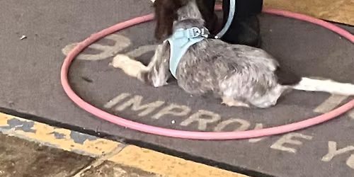 6 Weeks Puppy Academy Class