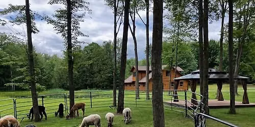 Yoga on the Farm. Alpaca and sheep included