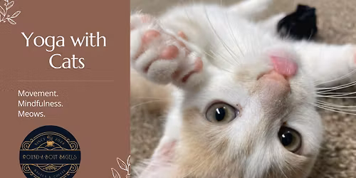 Yoga with Cats