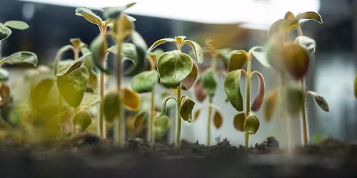 Seed Saving 101 Workshop - Low Waste Living