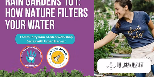 Rain Gardens 101: How Nature Filters Your Water