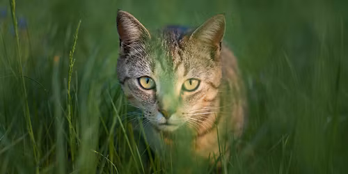 Borl\u00e4nge: Mindfulness p\u00e5 riktigt - en flertusen\u00e5rig tradition 