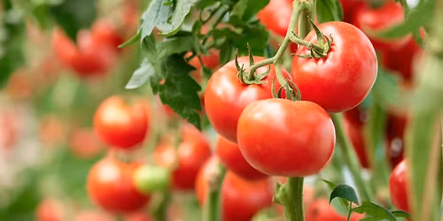VEGGIE FEST at Second Chance Plants COLUMBIA, MD