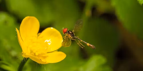 Garden Macro Photography