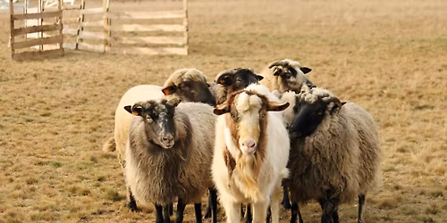 Testy NHAT, HWT CS i HWT TS