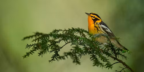 Birding on the Bay - FREE World Migratory Bird Day Event at South Potters Creek Conservation Area