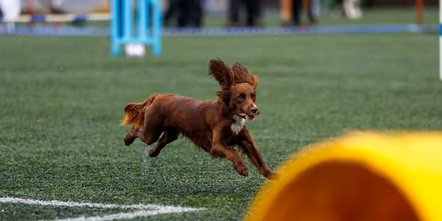 Agility Grunnkurs - ukedager