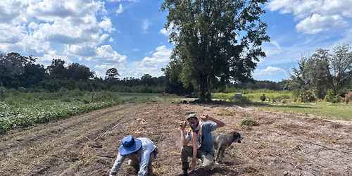 Sweet Potato Harvest Party