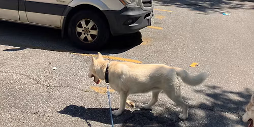 Huskies in the Catwalk the Red Carpet Event
