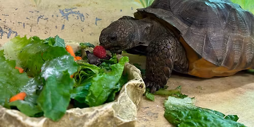 Animal Keeper For a Day