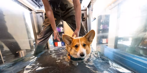 Beyond the Referral - Experience Animal Physio First-Hand