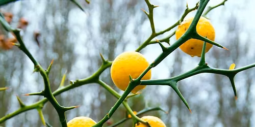 Beal Footprints: Amazing Adaptations