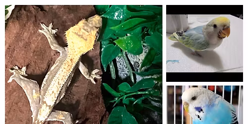 Animal Meet & Greet Fun Day \ud83d\udc39\ud83e\udd8e\ud83e\udd9c