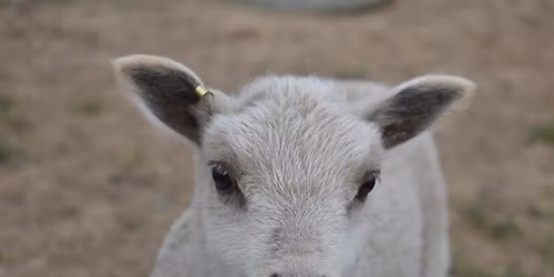 Great Lakes Fiber Show 2026