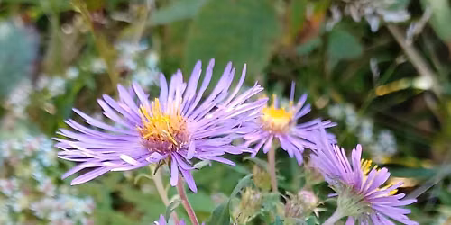Summer Phenology Hike at Meadowbrook