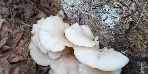 Frolic With Friends, Ferns and Fungi