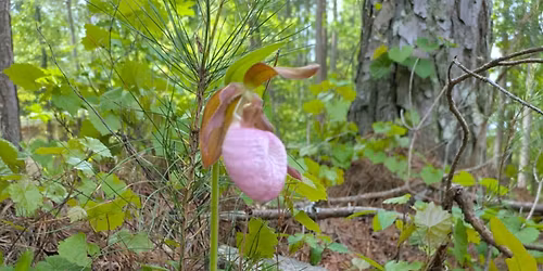 Homeschool Day: Pollinators of Georgia!