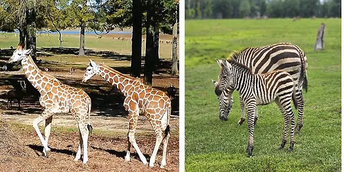 Mikayla Mettler, Global Wildlife Center: Planting for Wildlife: From the Tallest to the Smallest