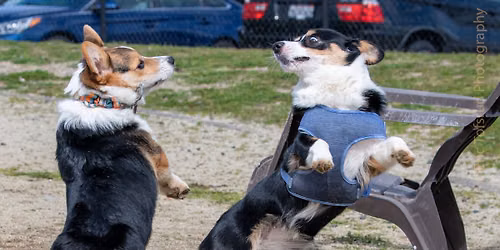 Sutter's Landing dog park - Big Meet