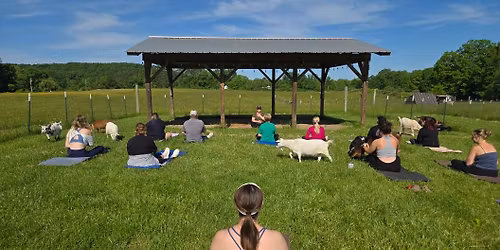Goat Yoga