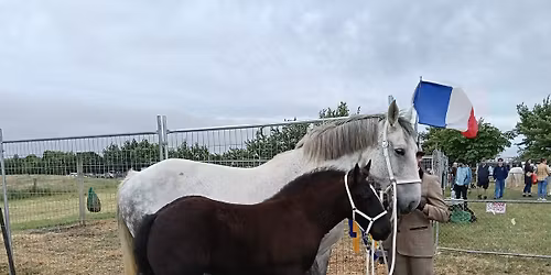 European Native & International Rare Breed Classes at THE ROYAL NZAGSHOW