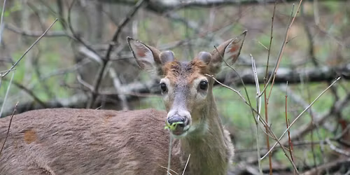 Homeschool Day - "Oh Deer"