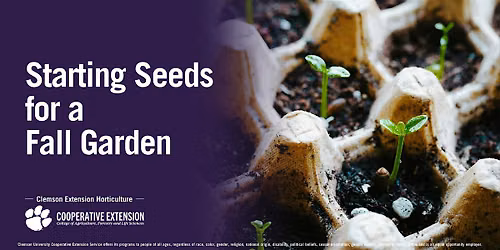 Starting Seeds for a Fall Garden