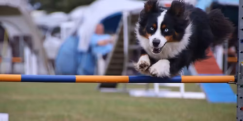 6. Dallminer Agility-Turnier