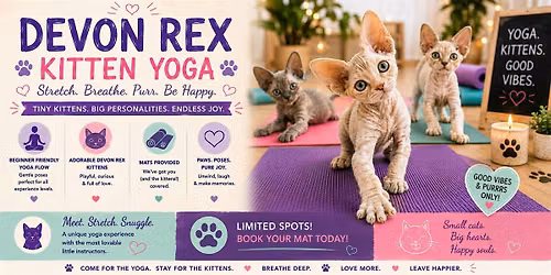 Devon Rex Kitten Yoga in Vaughan