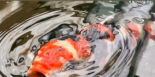 CENTRAL FLORIDA KOI & GOLDFISH SHOW