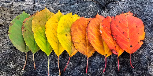 Kid's Art Class: Autumn Mixed Media