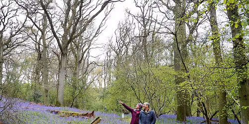 Bluebell Wood Fundraiser Trail