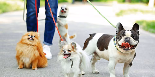 June 20th Pack Walk