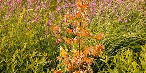 Purple Loosestrife Presentation