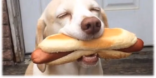 Dog Day