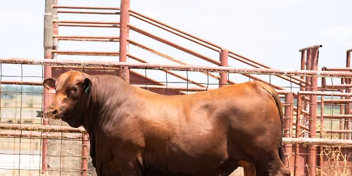 BREEDERS CHOICE RED BRANGUS BULL SALE
