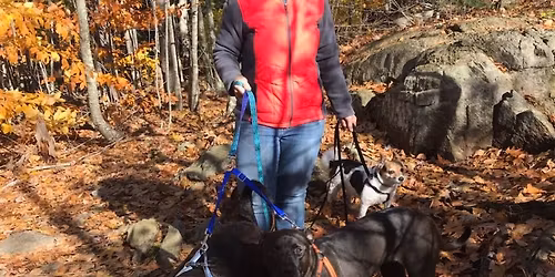 Winter Wonderland Trails with Tails