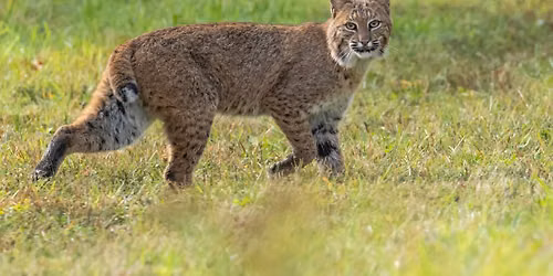 Natural History of Bobcats