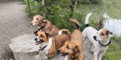 Breakfast & Chat - with fellow animal professionals