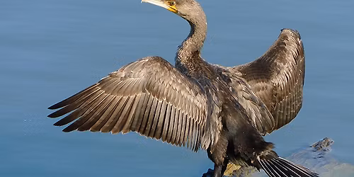 ABC del Birdwatching.