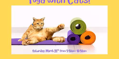 Yoga with Cats!