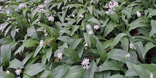 Spring Slateford Saunter