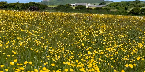 St Davids Open Gardens 2026