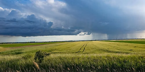 Wheat and Related Crops: Closing the yield gap