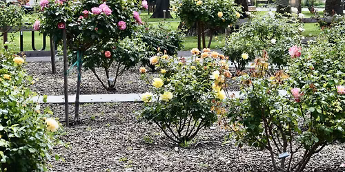 Winter Rose Care Hands-on Practice