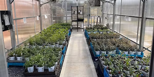 Mayfest Native Perennial Plant Sale