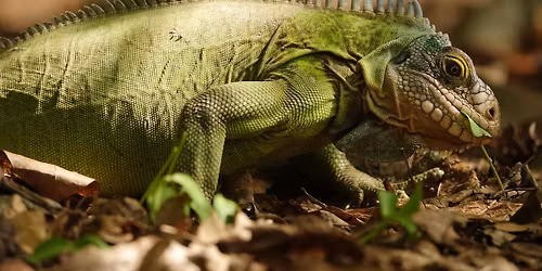 Die Galapagosinseln - ein Paradies in Gefahr